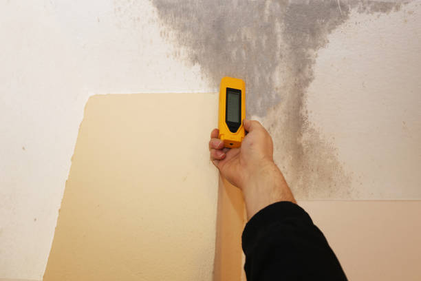 Best Mold Prevention Services  in Campbellsville, KY