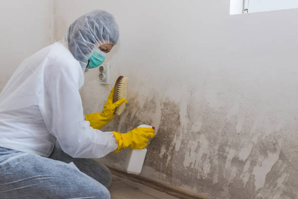 Best Basement Mold Removal  in Campbellsville, KY