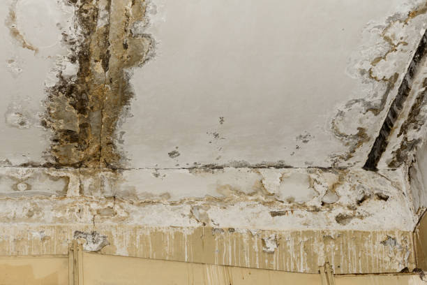 Best Crawl Space Mold Remediation  in Campbellsville, KY
