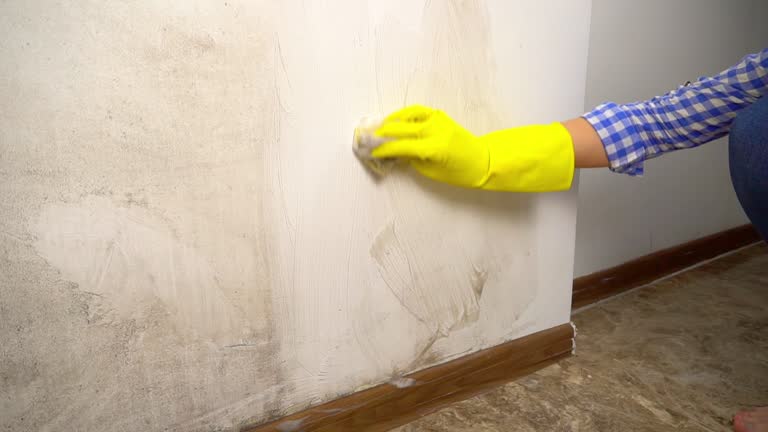 Best Mold Damage Restoration  in Campbellsville, KY