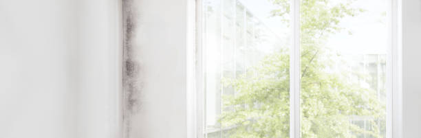 Professional Mold Removal in Campbellsville, KY