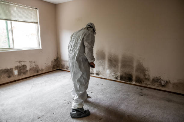 Best Black Mold Removal  in Campbellsville, KY