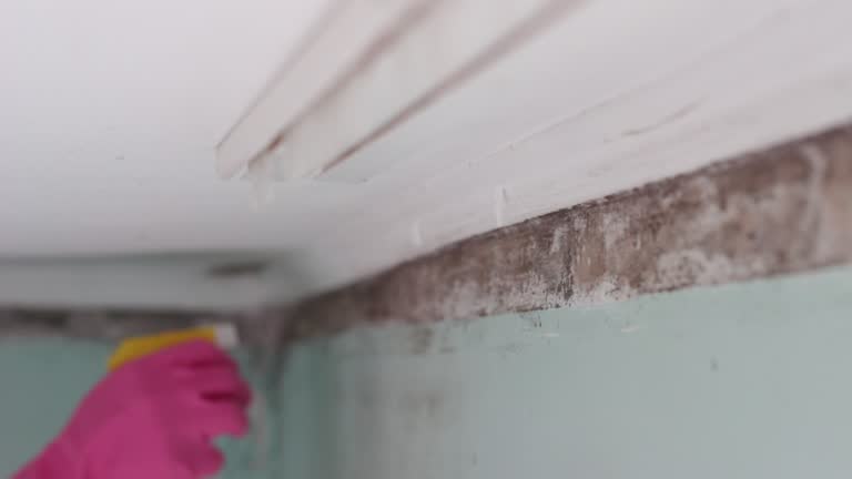 Best Forensic Mold Investigation  in Campbellsville, KY